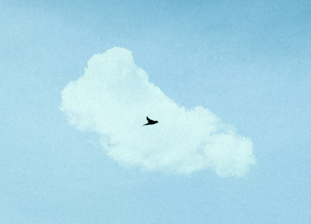 oiseau qui vole dans le ciel